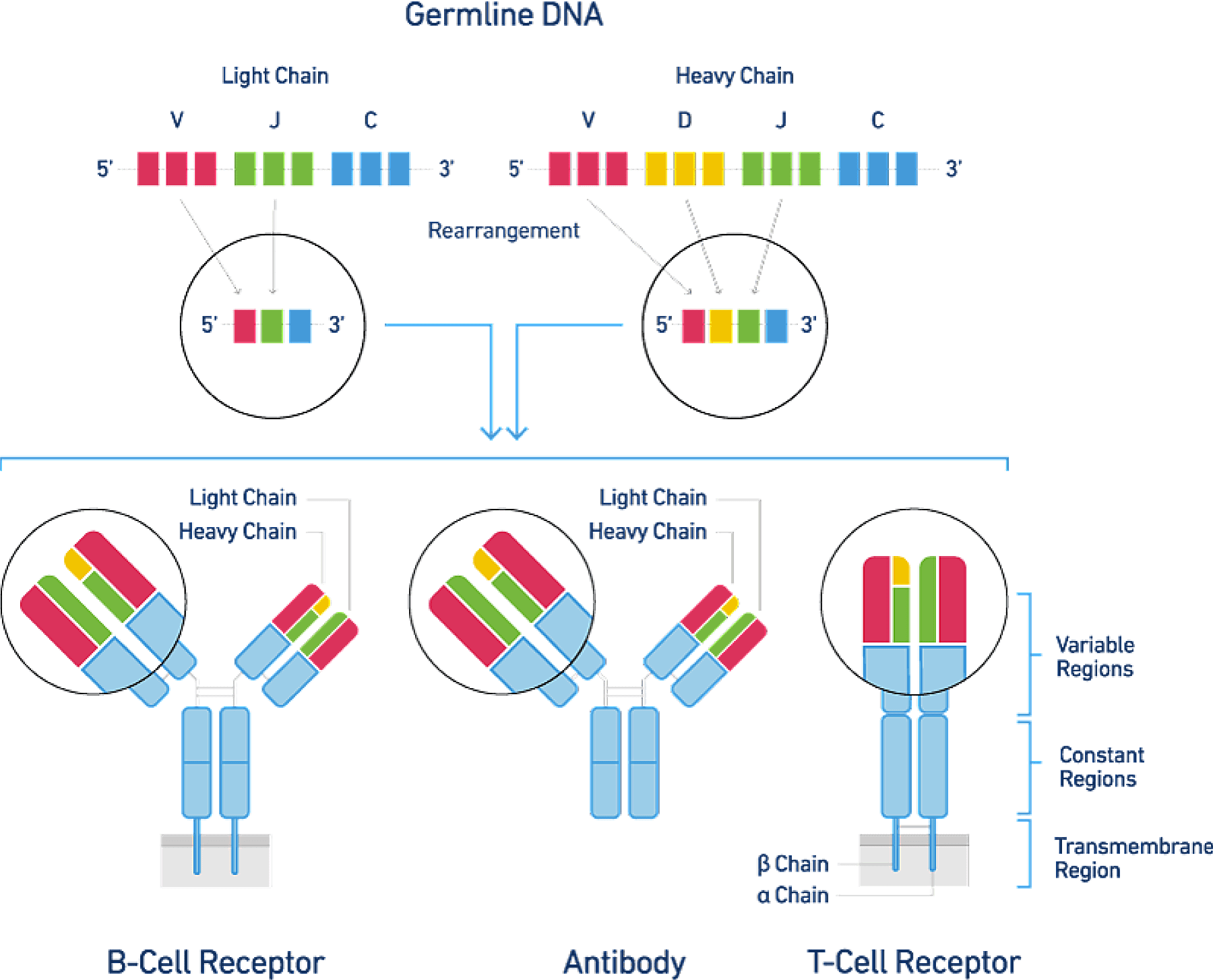 Single Cell Technology 10x Genomics